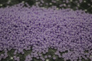 Бисер Чехия круглый 03223 10/0 50г